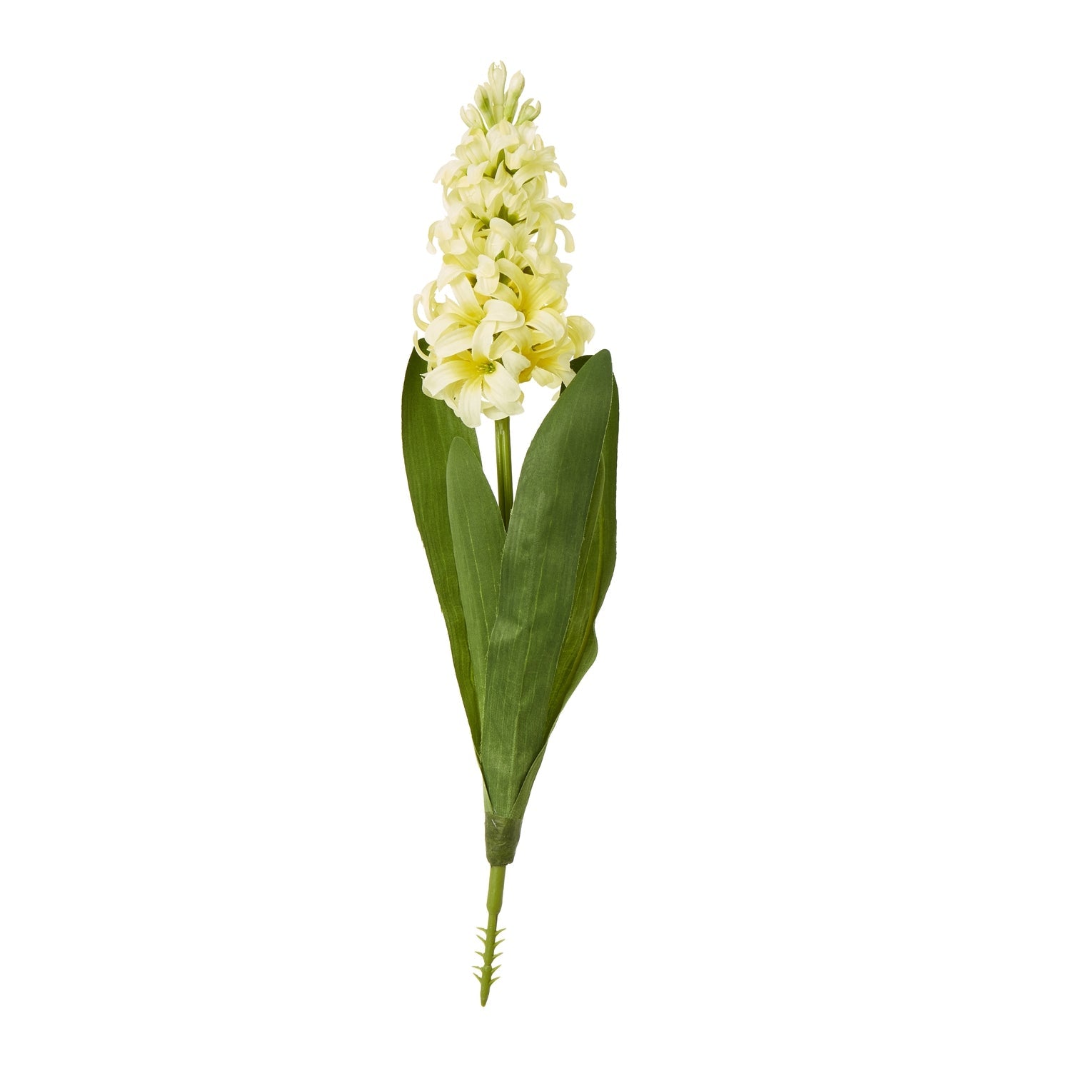 Yellow Hyacinth Stem Makur Interior