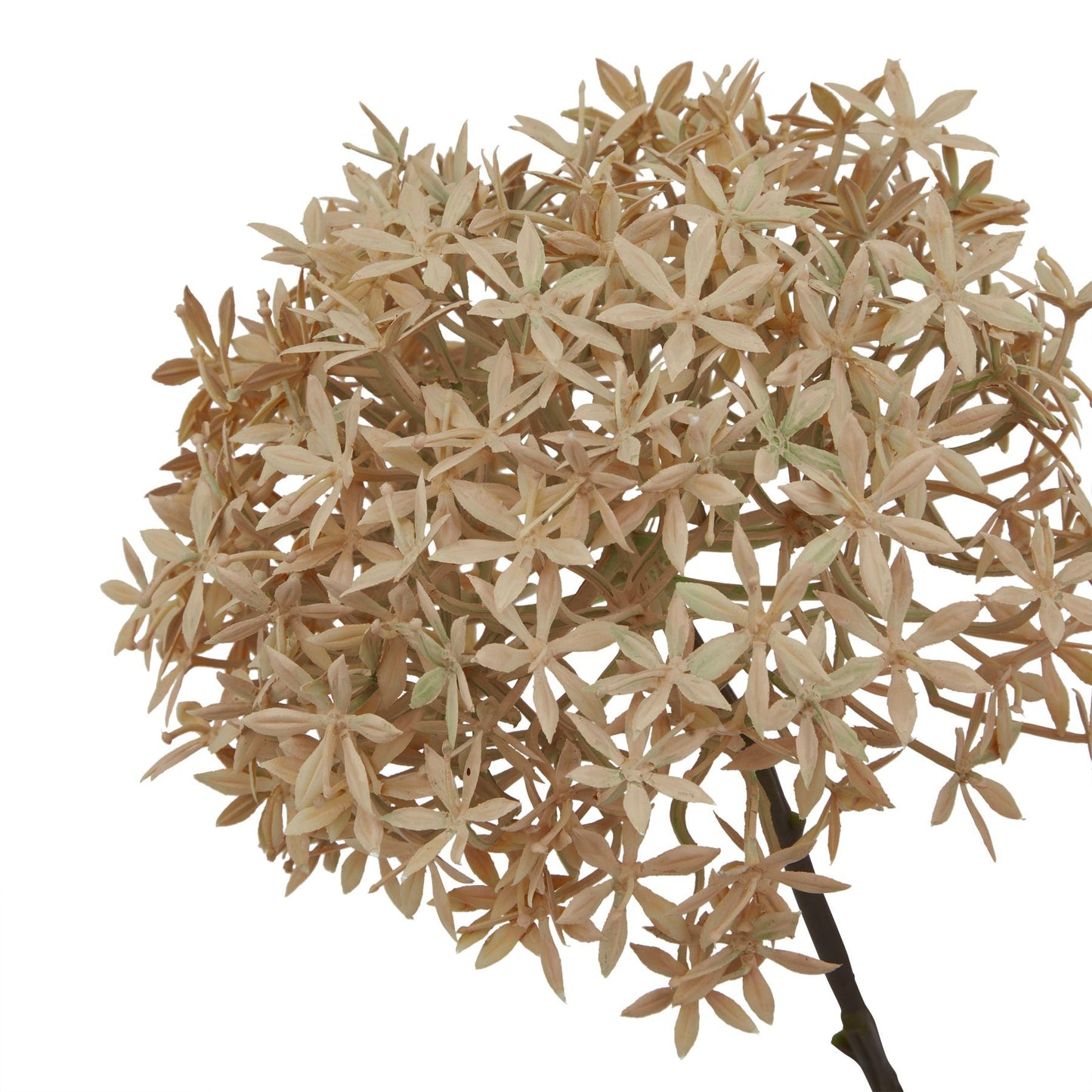 Coffee Allium Makur Interior