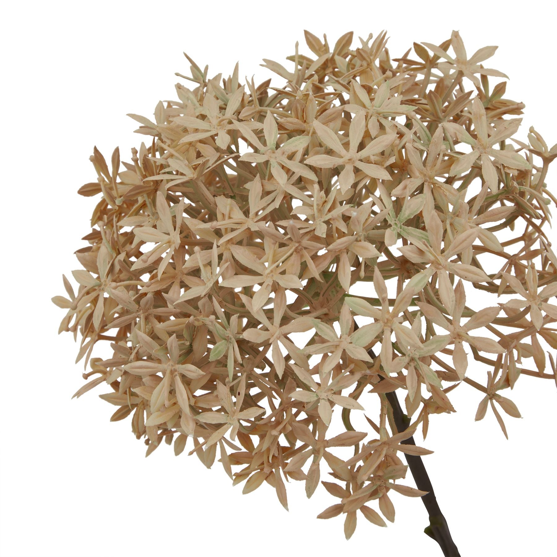 Coffee Allium Makur Interior