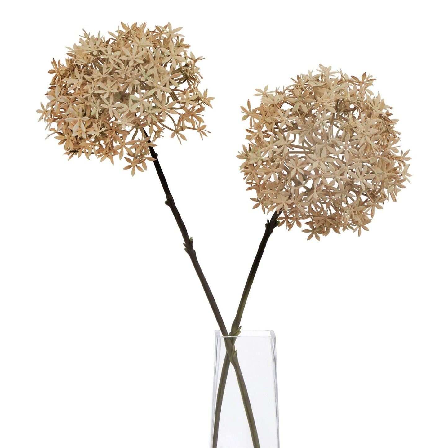 Coffee Allium Makur Interior