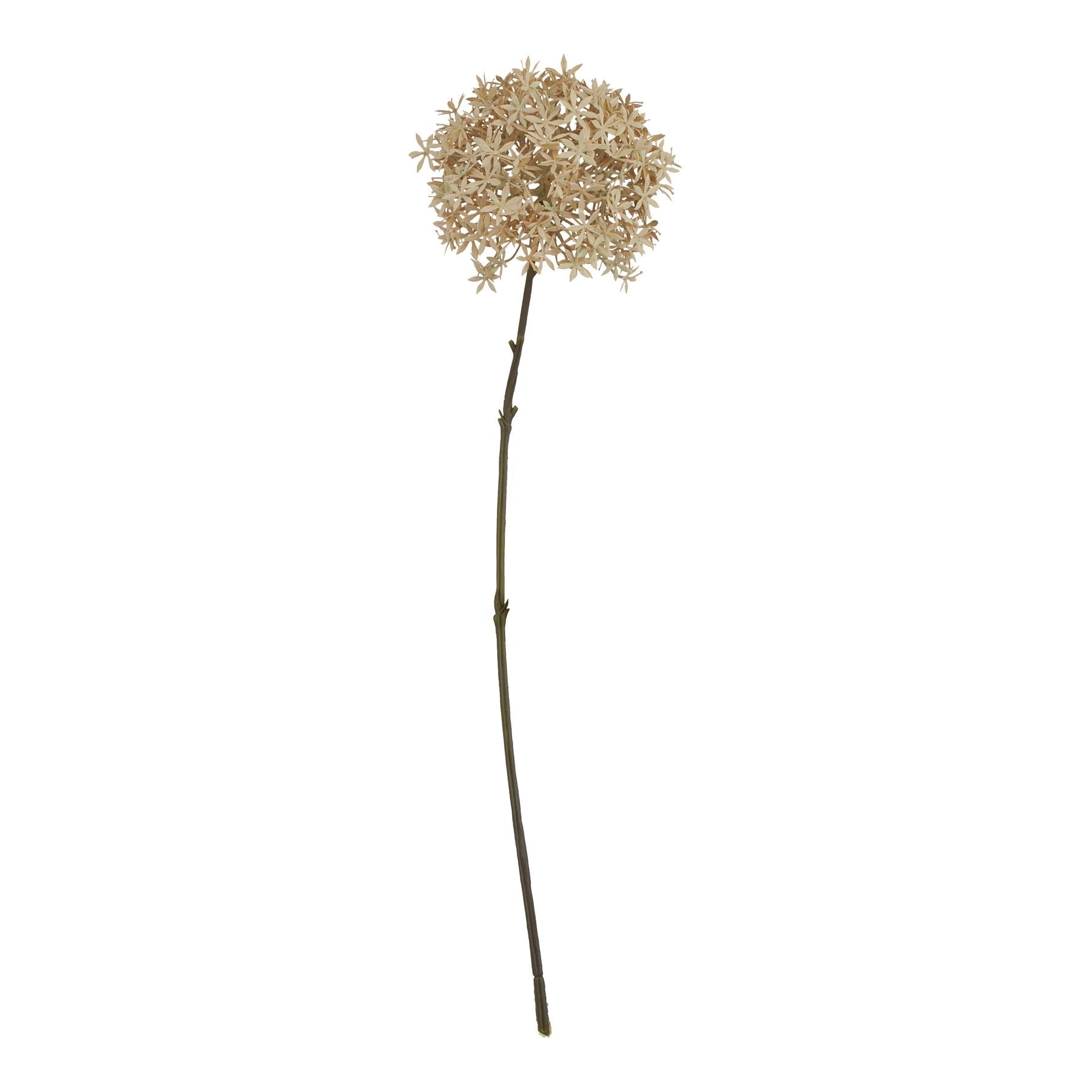 Coffee Allium Makur Interior