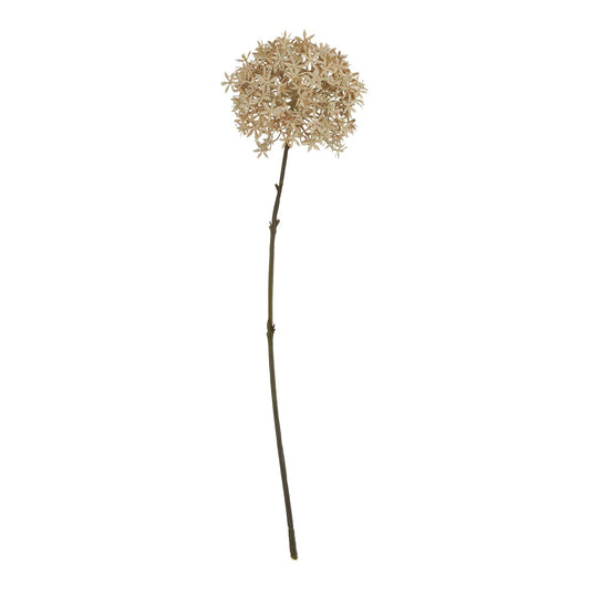 Coffee Allium Makur Interior
