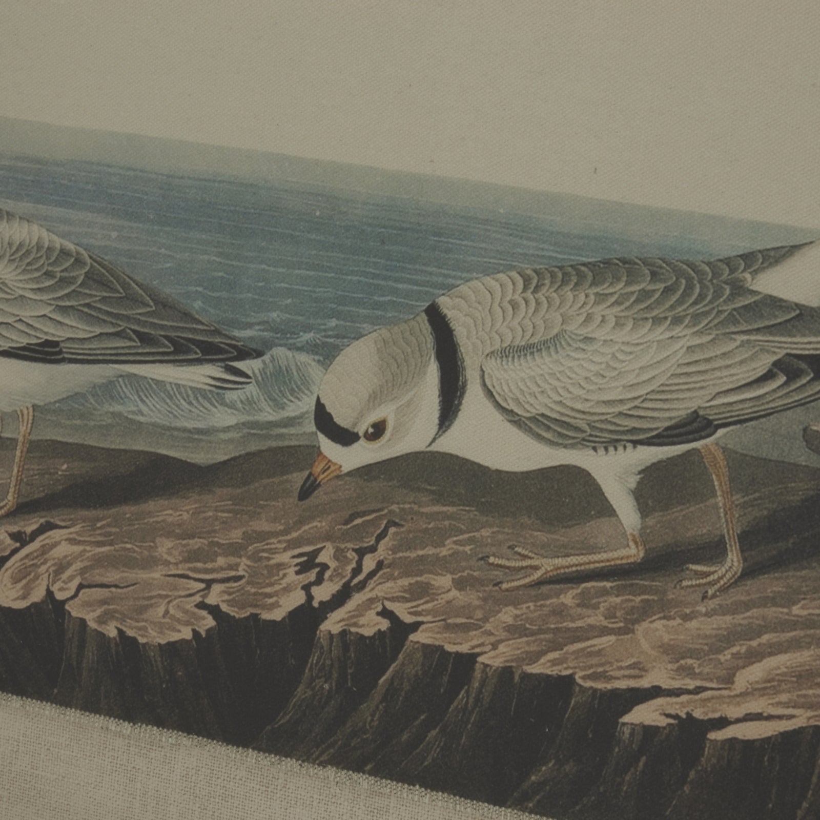 Flora & Fauna Collection Plovers On Linen In Beaded Frame Makur Interior