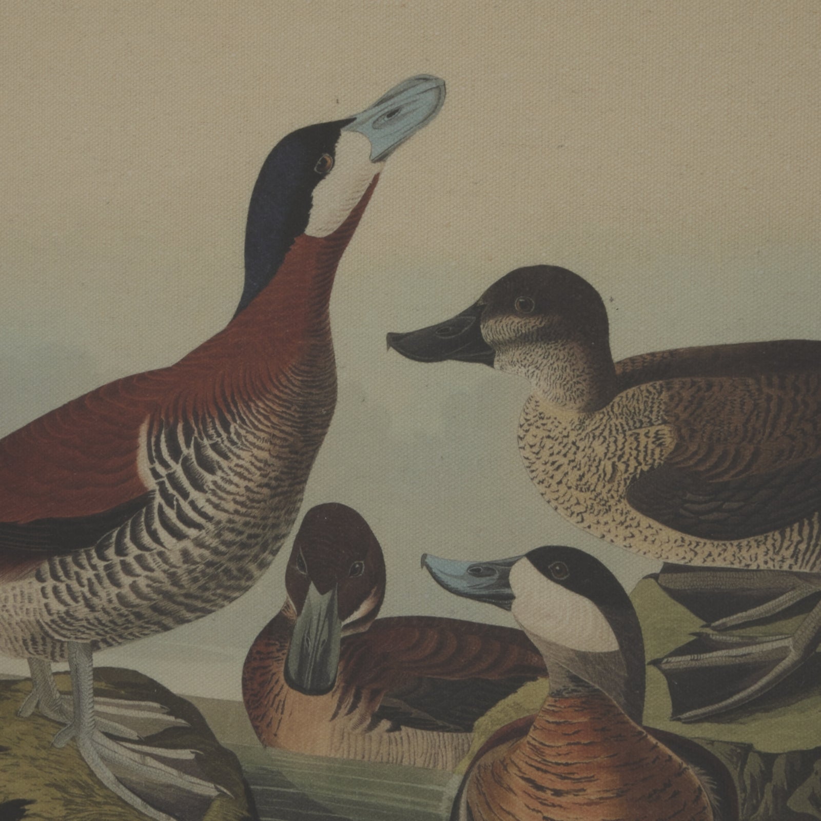 Flora & Fauna Collection Ducks On Linen In Beaded Frame Makur Interior