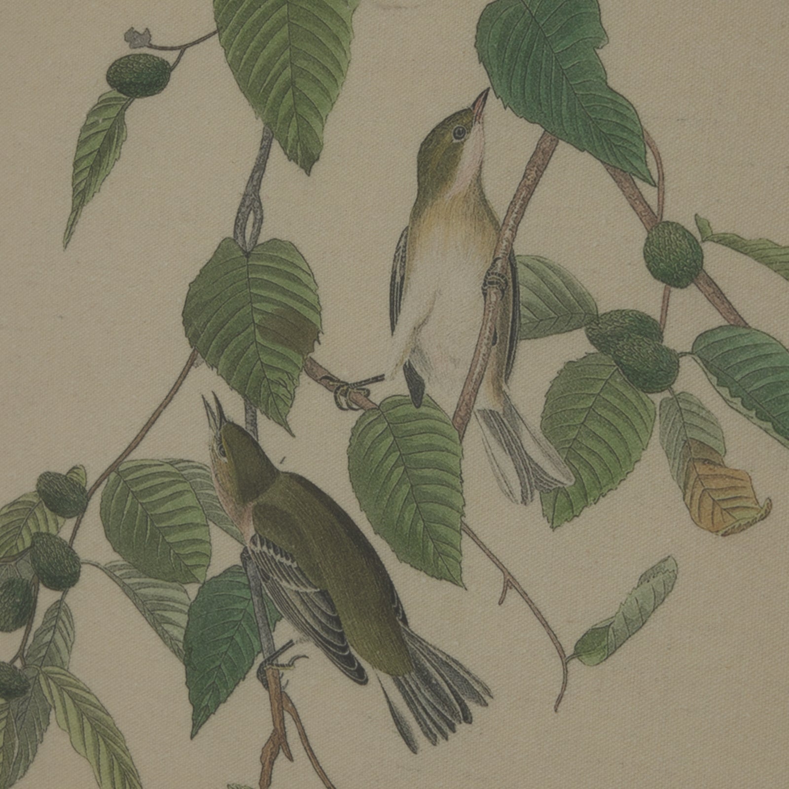 Flora & Fauna Collection Warblers On Linen In Beaded Frame Makur Interior