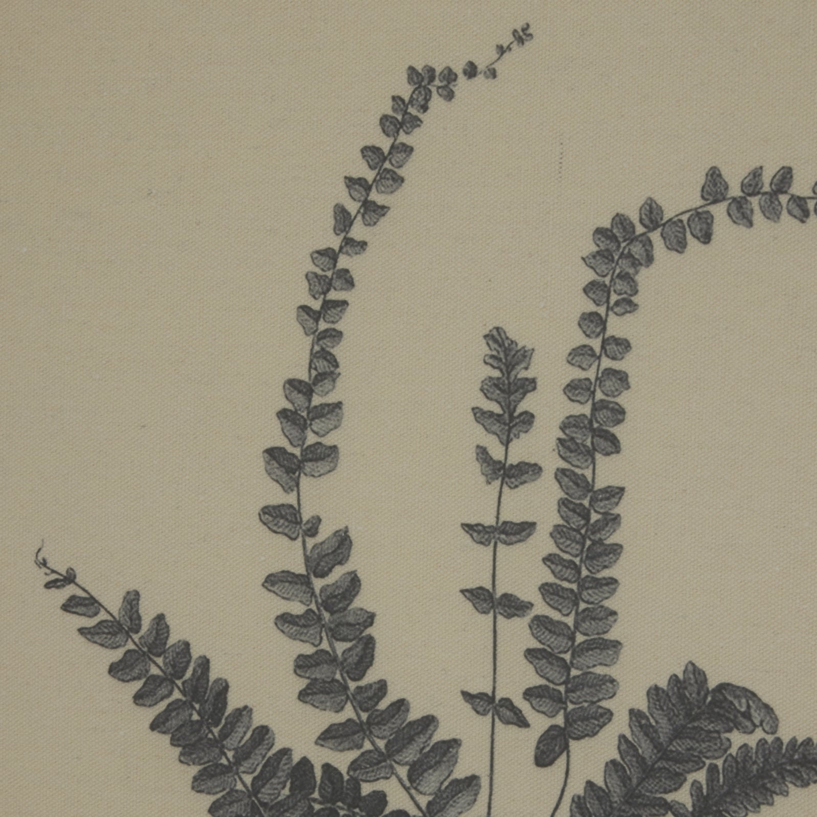 Flora & Fauna Collection Spleenwort On Linen In Beaded Frame Makur Interior