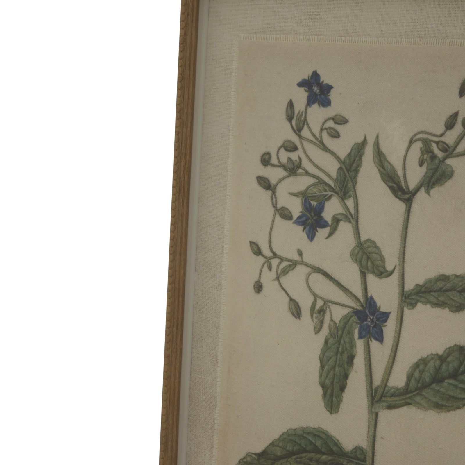 Flora & Fauna Collection Borage On Linen In Beaded Frame Makur Interior