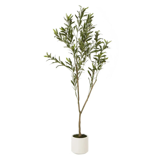 Olive Tree