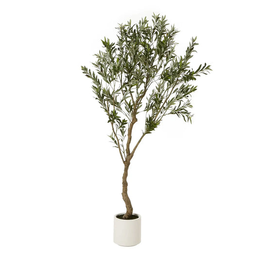 Apulia Olive Tree
