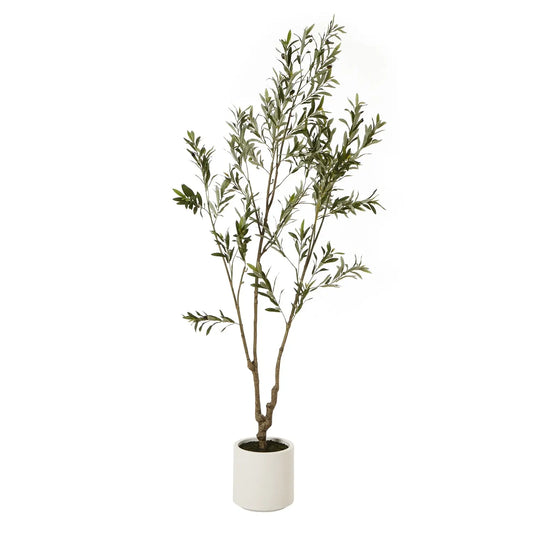 Olive Tree