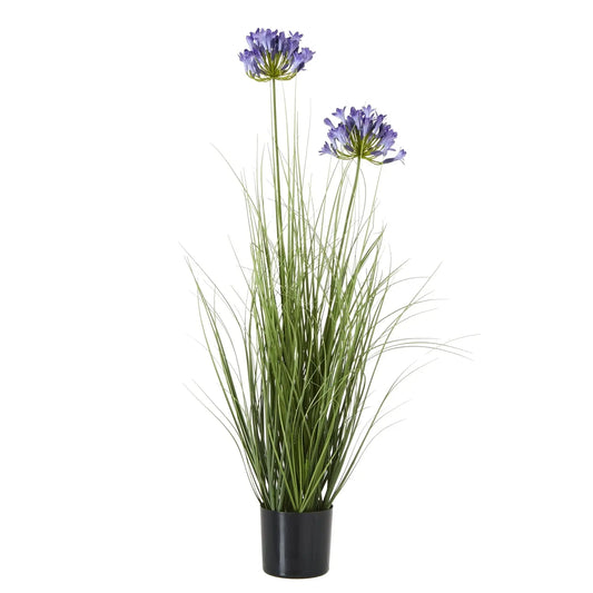 Agapanthus Plant