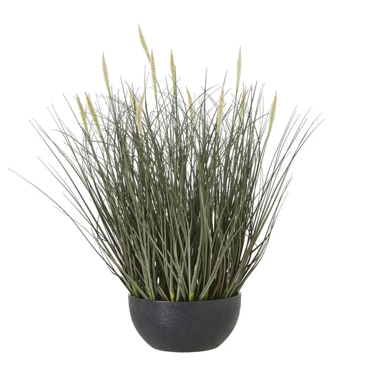 Grass Plant