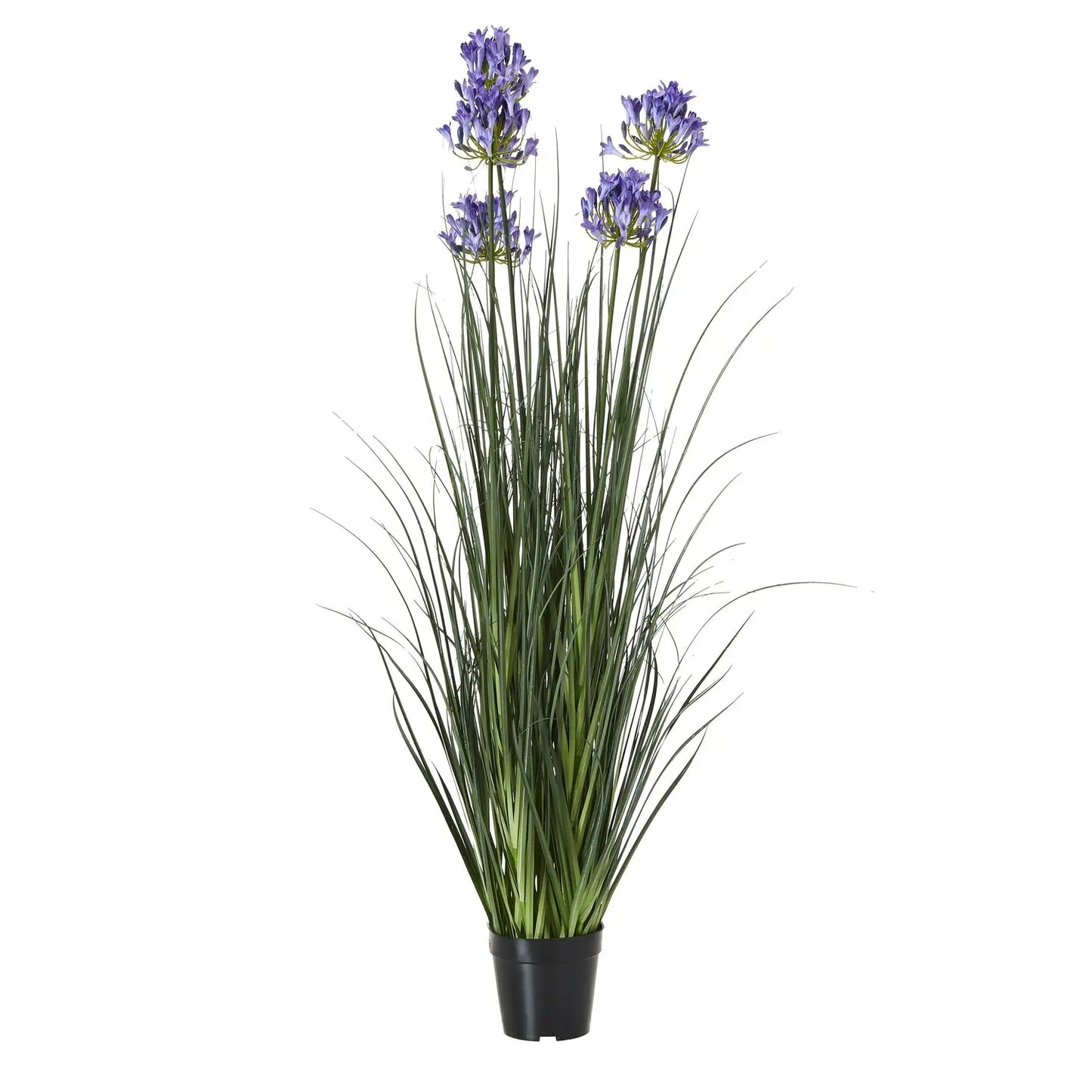 Agapanthus Plant