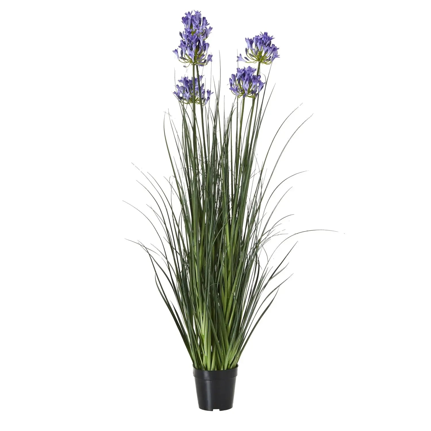 Agapanthus Plant