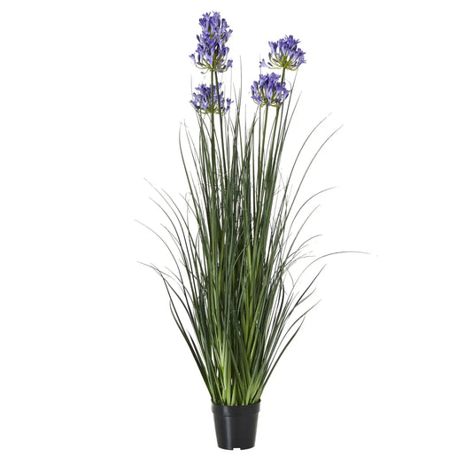 Agapanthus Plant