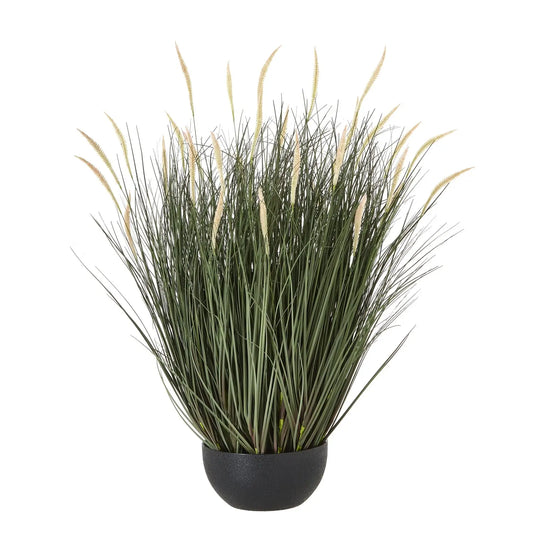 Fountain Grass Plant
