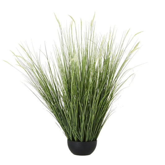 Onion Grass Plant