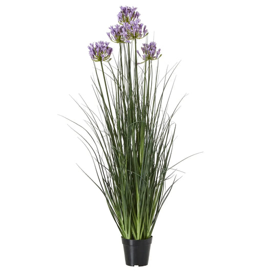 Agapanthus Plant