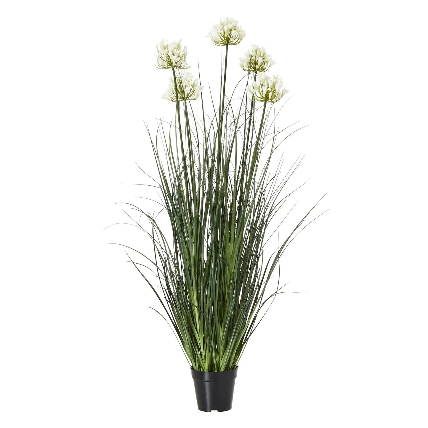 Agapanthus Plant