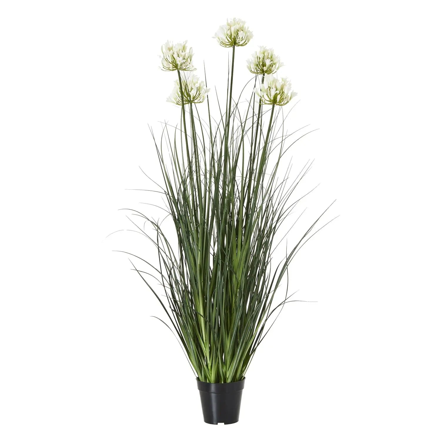Agapanthus Plant
