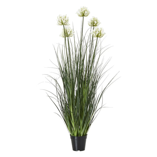 Agapanthus Plant