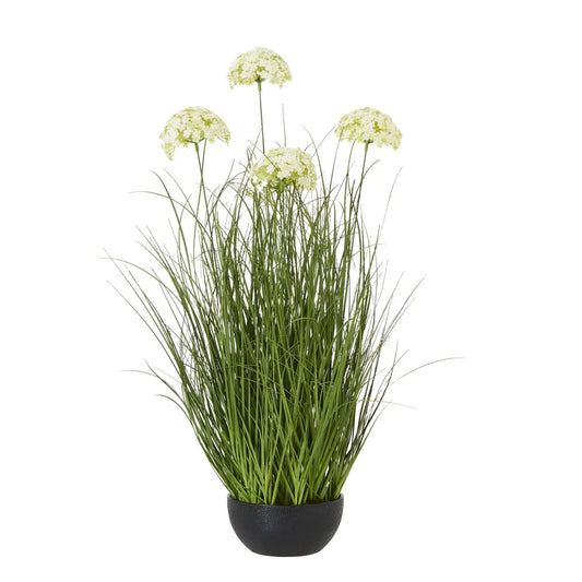 Allium Plant