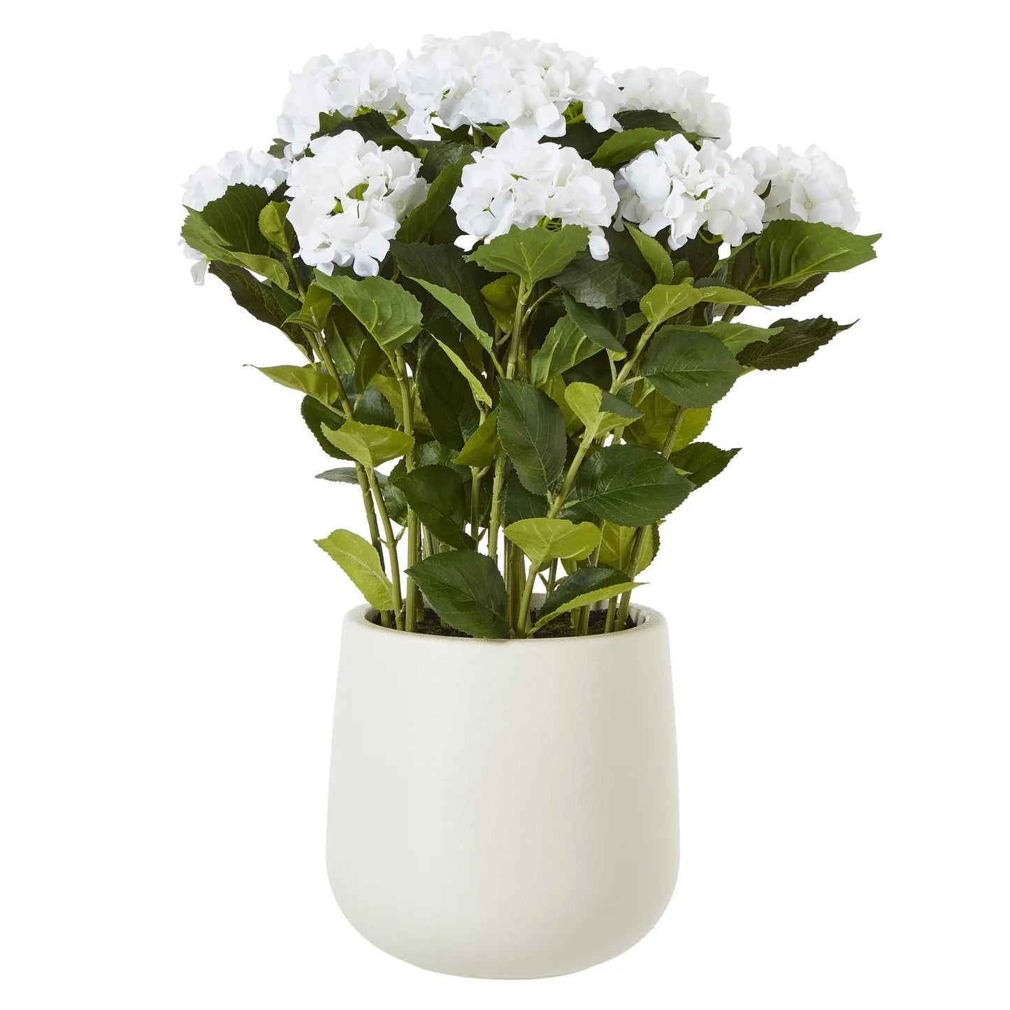 Large White Hydrangea Plant In Pot Makur Interior