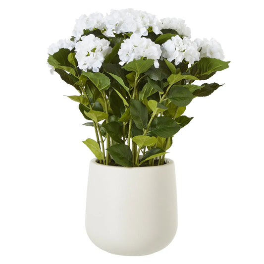 Large White Hydrangea Plant In Pot Makur Interior