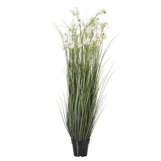 White Meadow Plant