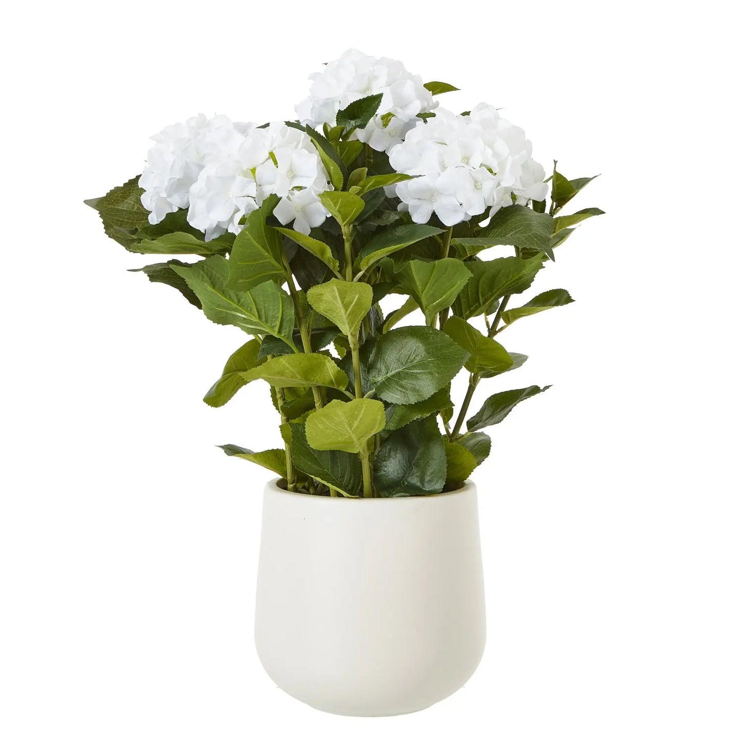 Hydrangea