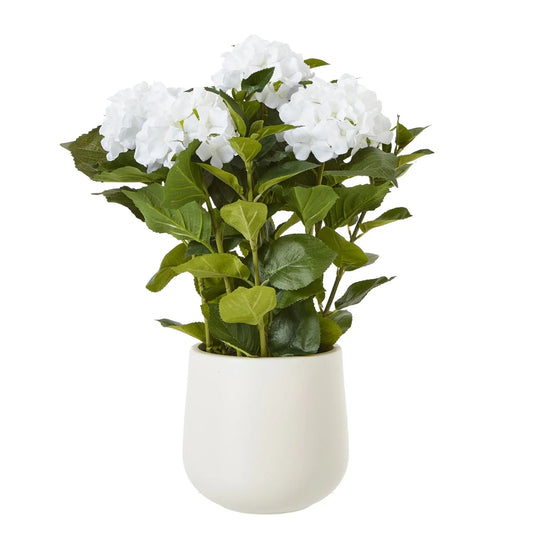 Hydrangea
