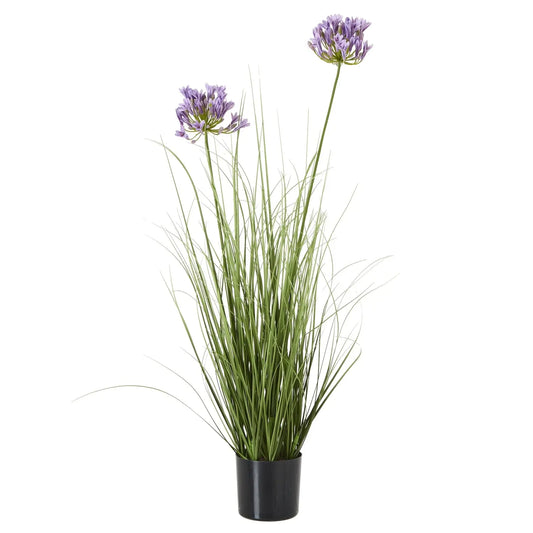 Agapanthus Plant