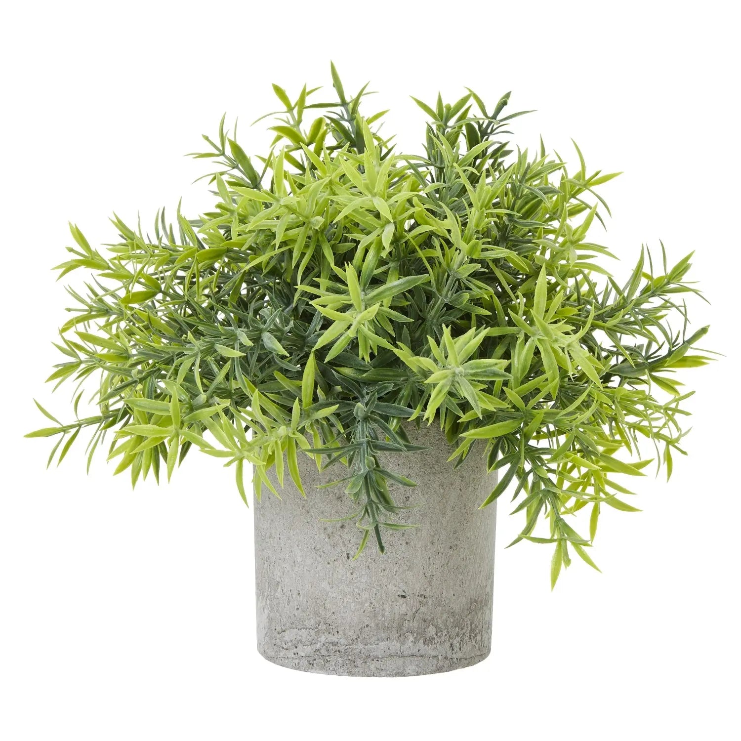 Bamboo Plant