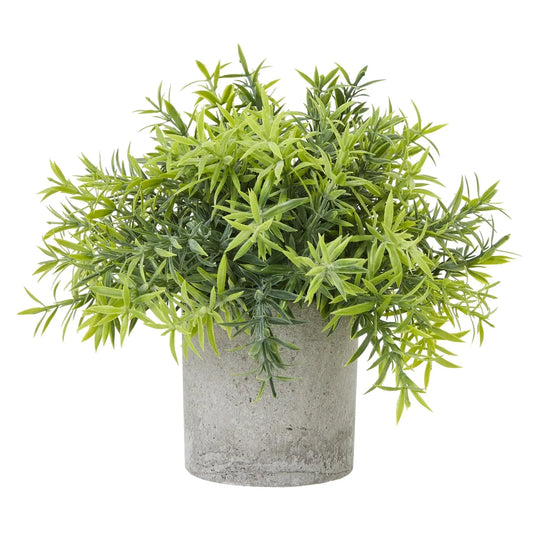 Bamboo Plant