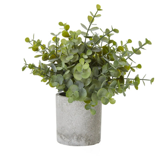 Button Eucalyptus Plant