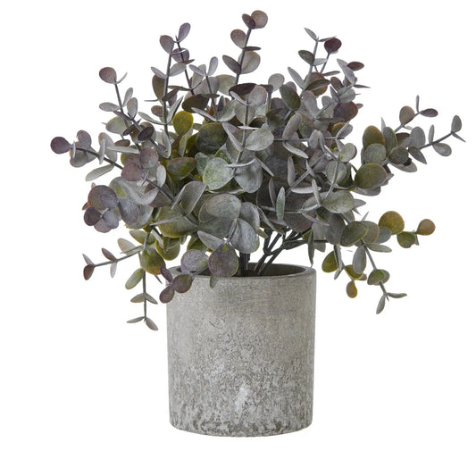 Eucalyptus Cinerea Plant