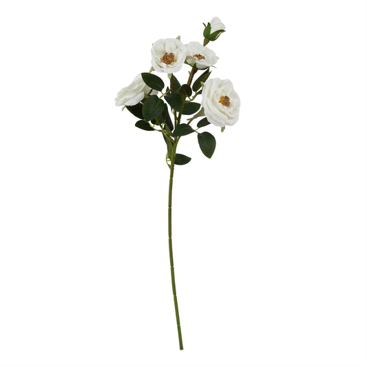 White Hedge Rose Stem