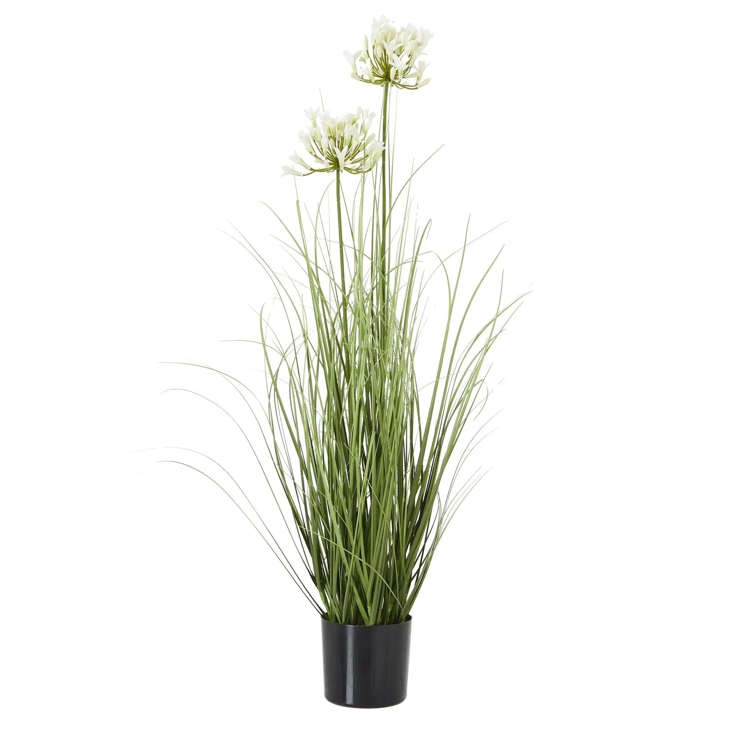 Agapanthus Plant