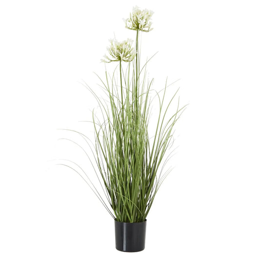 Agapanthus Plant