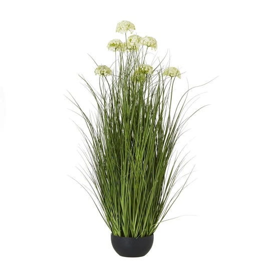 Allium Plant