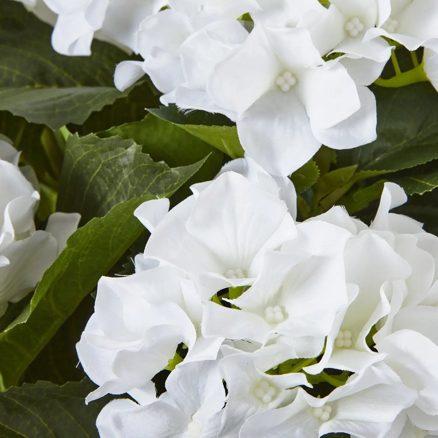Large White Hydrangea Plant In Pot Makur Interior